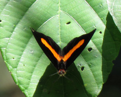 Catonephele acontius