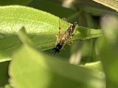 Diplazon laetatorius