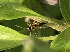 Diplazon laetatorius