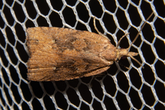 Planotortrix notophaea