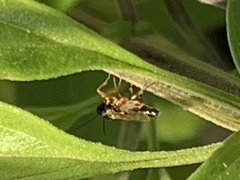 Diplazon laetatorius