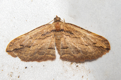 Austrocidaria gobiata
