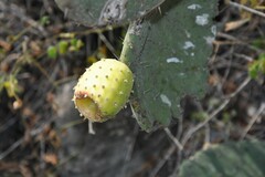 Opuntia lasiacantha