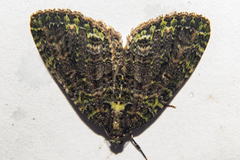 Austrocidaria similata