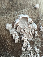 Cylindrobasidium evolvens