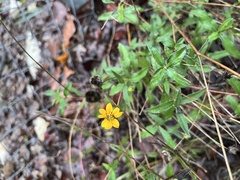 Wedelia acapulcensis