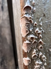 Cylindrobasidium evolvens