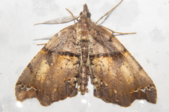 Chalastra pellurgata