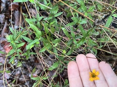 Wedelia acapulcensis