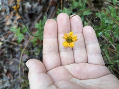 Wedelia acapulcensis