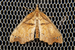 Chalastra pellurgata