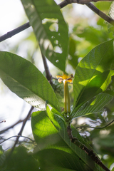 Tocoyena bullata