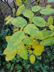 Rosa glabrifolia