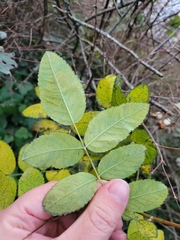 Rosa glabrifolia