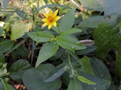 Melampodium divaricatum