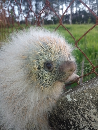 Paraguayan Hairy Dwarf Porcupine