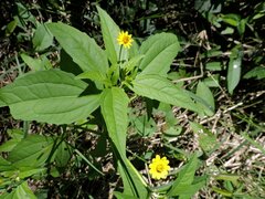 Melampodium divaricatum