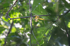 Tocoyena bullata
