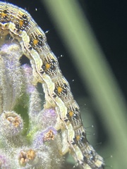 Helicoverpa punctigera