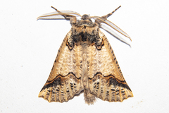 Declana junctilinea