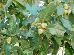 Quercus tuberculata