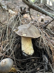 Suillus fuscotomentosus