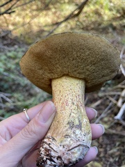 Suillus fuscotomentosus