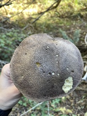 Suillus fuscotomentosus
