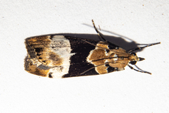 Eudonia aspidota