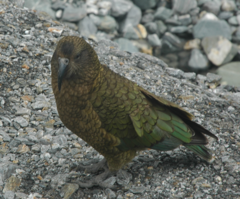 Nestor notabilis