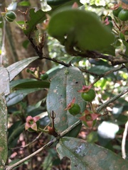 Eugenia cataphyllea