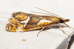 Glaucocharis interrupta