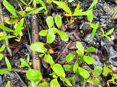 Laguncularia racemosa