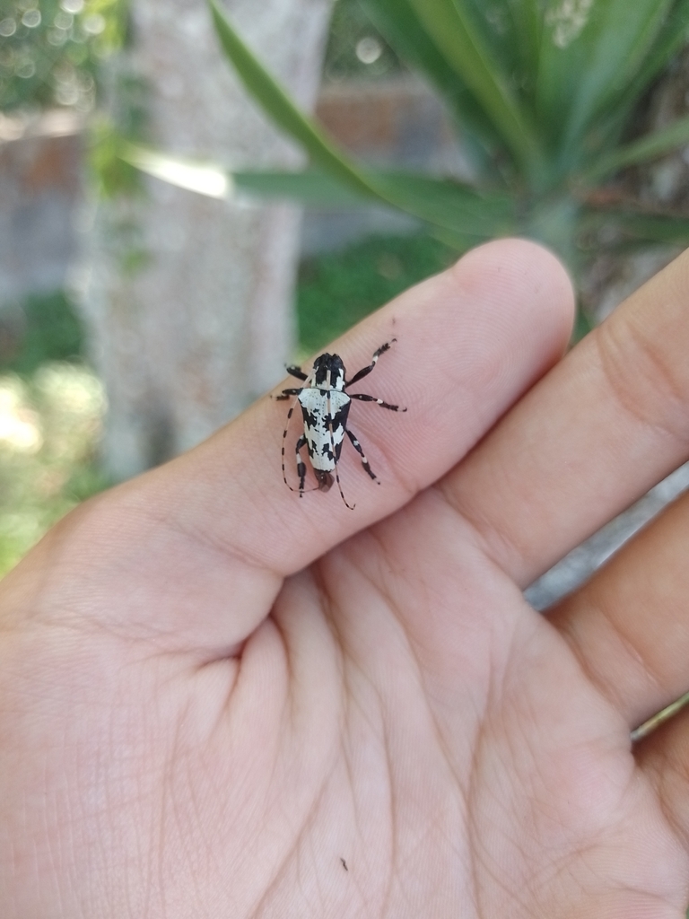 Lesbates axillaris