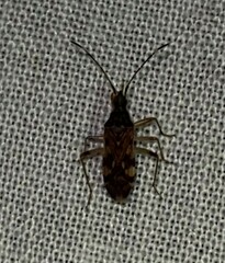 Ozophora picturata