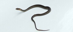 Thamnophis chrysocephalus