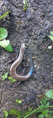 Plestiodon