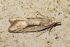 Heterocrossa cryodana