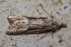 Heterocrossa cryodana