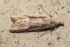 Heterocrossa cryodana