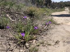 Patersonia occidentalis occidentalis
