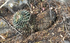 Mammillaria magnimamma