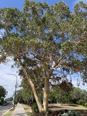 Eucalyptus propinqua