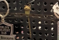 Triacanthagyna septima