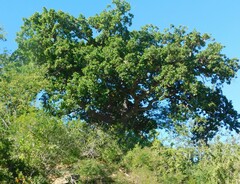Quercus tuberculata
