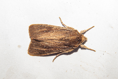 Ichneutica infensa