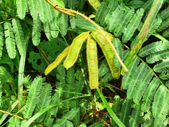 Mimosa pigra