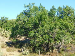 Quercus albocincta