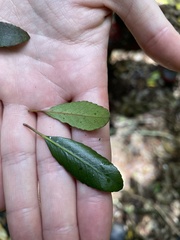 Elaeocarpus hookerianus