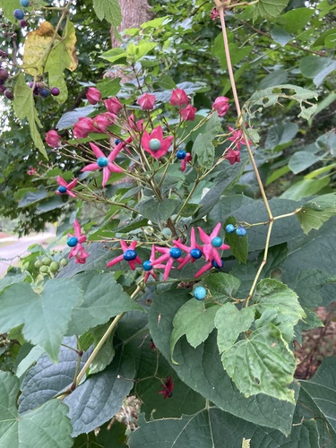Clerodendrum trichotomum iNat (1)